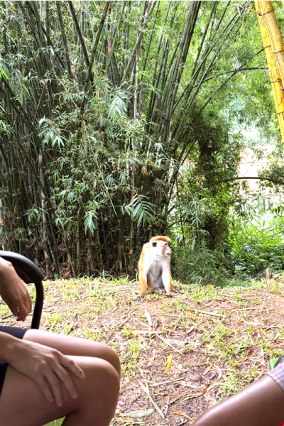 ECO TOURISM Sri Lanka tours monkey