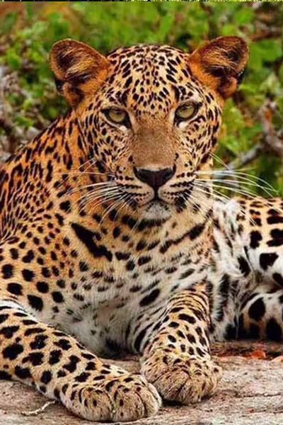 LEOPARD at rest safari