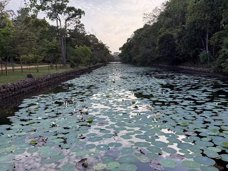 SIGIRIYA Water Lillies