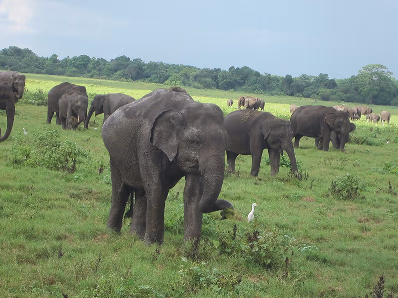 KAUDULLA NATIONAL PARK elephants