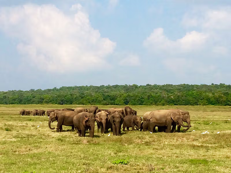 Minneriya National Park gathering copy Minneriya National Park gathering copy