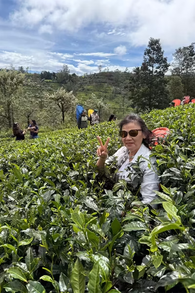 TEA PICKING Sandy v sign