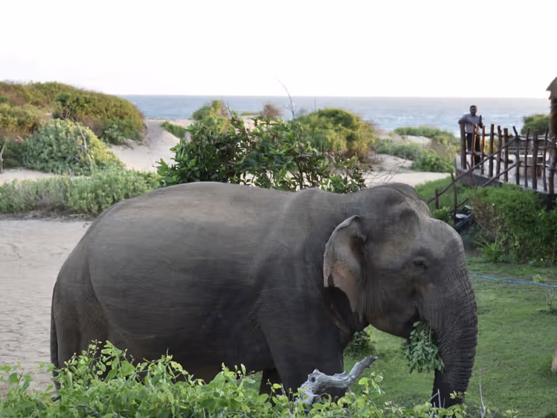 WILPATTU elephant on beach at Uga