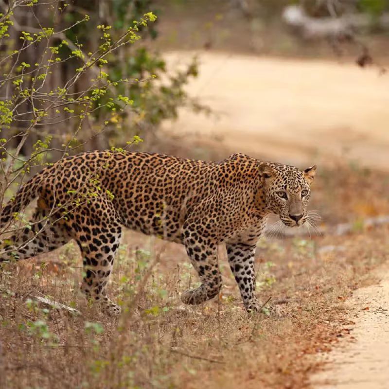 YALA NATIONAL PARK Leopard AK image
